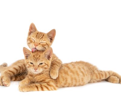 A closeup shot of one ginger cat hugging and licking the other isolated on a white background