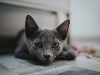 a gray cat lying down on its stomach on the floor